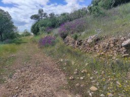 Flora del Cerro Masatrigo